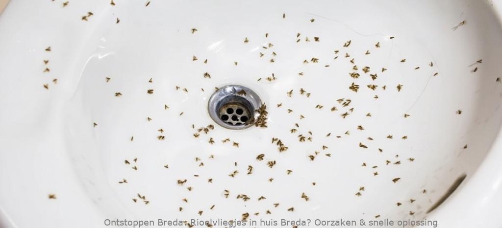 Rioolvliegjes in huis Breda? Oorzaken & snelle oplossing
